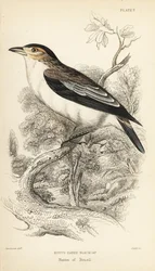 Tityra černohlavá, Tityra inquisitor (Psaris erythrogenys). Ručně kolorovaná ocelorytina Williama Lizarse podle ilustrace Williama Swainsona z Naturalist