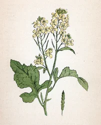 Hořčice černá (Brassica nigra) (seneve noir) Botanická tabulka z knihy "Atlas colorie des plantes medicinales", Paul Hariot