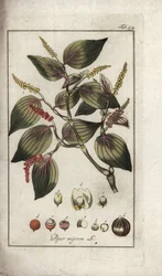 Černý pepř (Piper nigrum). Litografie z knihy "Afbeelding der Artseny-Gewassen" od Johannese Zorna (1739-1799), Nizozemsko.