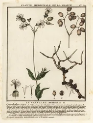 Močový měchýř, Silene vulgaris.