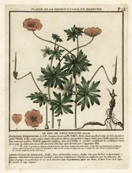 Jeřábovka krvavá, Geranium sanguineum.