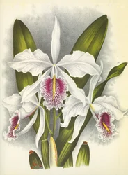 Botanická deska/Cattleya maxima var. Virginis/Lindenia