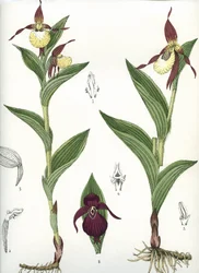 Botanická deska/Cypripedium calceolus/Venušino kopyto