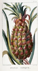 Botanická deska/ananas