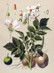 Botanická deska, Bramborová rostlina, brambor (Solanum tuberosum)