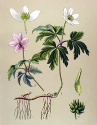 Botanická deska. Venenózní (toxická) a léčivá rostlina: Sasanka sylvie nebo Sasanka lesní (Anemone nemorosa)