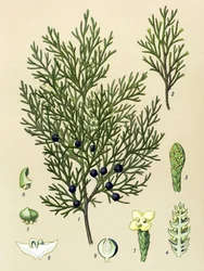 Botanická deska. Venenózní (toxická) a léčivá rostlina: Sabine jalovec (Juniperus sabina)
