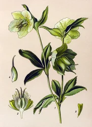 Botanická deska. Venenózní (toxická) a léčivá rostlina: čemeřice zelená (Helleborus viridis)