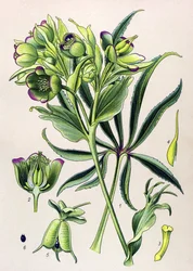 Botanická deska. Jedovatá rostlina (toxická): čemeřice fetide nebo čemeřice fetide (Helleborus foetidus)