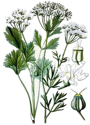Botanická tabule, léčivá rostlina: anýz, chromolitografie kolem roku 1870.