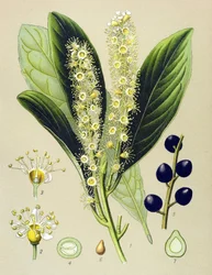 Botanická deska, rostlina: třešňový záliv (Prunus Laurocerasus)