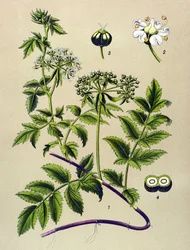 Botanická deska, žilnatá rostlina (toxická): Berle (Berula angustifolia)