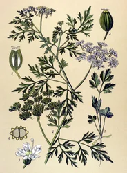 Botanická tabule, jedovatá rostlina: bolehlav plamatý neboli falešná petržel (Aethusa cynapium)