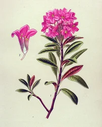 Botanická deska, žilnatá rostlina (toxická): Rododendron železitý (Rhododendron ferrugineum)
