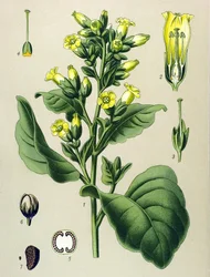 Botanická tabule, jedovatá rostlina: bílý tabák Mapacho (Nicotiana rustica) (Nicotiana tabacum)