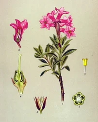 Botanická deska, žilnatá rostlina (toxická): Rhododendron cilie (Rhododendron hirsutum)