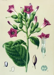 Botanická deska, žilnatá rostlina (toxická): okrasný tabák (Nicotiana tabacum)