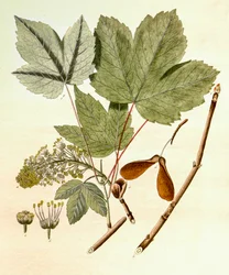 Botanická ilustrace/Acer pseudoplatanus/javor klen