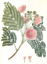 Botanická ilustrace/Albizia julibrissin/Silk tree/Mimosa de Constantinople