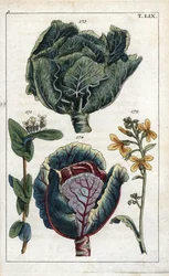Botanika: zelí, Kapusta, Brassica oleracea capitata, květ 172 a hlávka 173, červené zelí, Brassica oleracea rubra