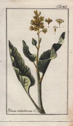 Botanika: listy rebarbory - listy rebarbory, Rheum rhabarbarum. Ručně kolorovaná mědirytina podle kresby B. Thannera z knihy Johannese Zorna "Icons plantarum medicinalium", Německo.