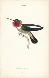 Kolibřík širokoocasý, Selasphorus platycercus (kolibřík tříbarevný, Trochilus tricolor). Ručně kolorovaná ocelorytina od Williama Lizarse z díla sira Williama Jardina „Naturalist