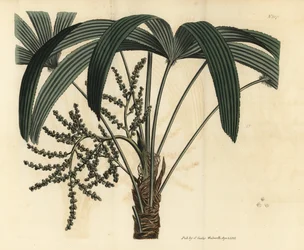 Širokolistá palmička, Rhapis excelsa (samčí zakrslý pozemní ratan, Rhapis flabelliformis mas)