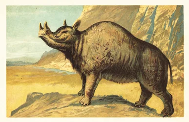 Brontops robustus nebo Megacerops robustus. 1908 (litografie)