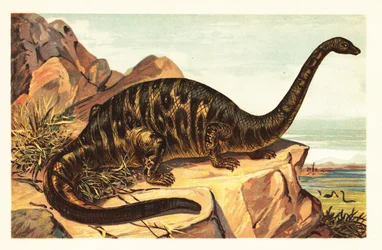 Brontosaurus excelsus, vyhynulý druh gigantického čtyřnožce sau1908 (litografie)