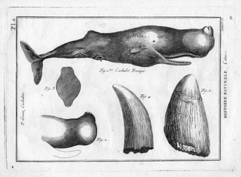 Cachalot trumpo (trompe) v "Painting Encyclopedique et Methodique des trois Regnes de la Nature" od Pierra Josepha Bonnaterra (1762-1804). Paříž 1784.
