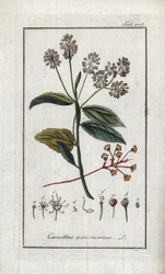 Kalifornský šeřík (Ceanothus americanus). Litografie z knihy "Afbeelding der Artseny-Gewassen" od Johannese Zorna (1739-1799), Nizozemsko