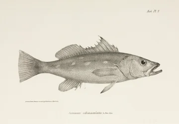 Camotillo, Tichý oceán, c 1832-1836