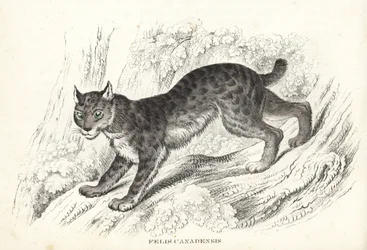 Rys kanadský, Lynx canadensis (Felis canadensis). Ručně kolorovaná litografie z přírodovědné galerie Georga Friedricha Treitschkeho, Naturhistorischer Bildersaal des Thierreiches, Liepzig-1842.