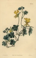 kanárská liána, řeřicha nebo brvitá trofej, Tropaeolum peregrinum