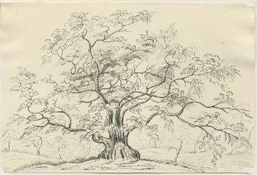 Cannock Chase: kresba perem a tužkou, nd [?19. století]