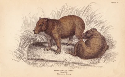 Kapybara, Hydrochoerus hydrochaeris (Hydrochaerus cabiai). Ručně kolorovaná ocelorytina od Lizarse podle ilustrace Charlese Hamiltona Smithe z Naturalist