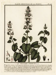 Catnip, Nepeta, Katar.
