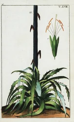 Století rostlina, Agave americana.