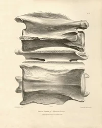 Krční obratel Macrauchenia, prehistorického zvířete, které nalezl Charles Darwin během své výzkumné cesty na palubě lodi Beagle. Zoologie plavby H.M.S. Beagle pod velením kapitána Fitzroye v letech 1832 až 1836 vydaná a super