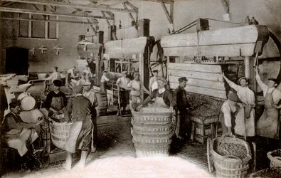 Šampaňské: lisování hroznů ve sklizni Saint-Helene, dům Moet & Chandon Epernay, počátek dvacátého století (černobílá fotografie)