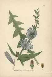 Čekanka obecná, Cichorium intybus