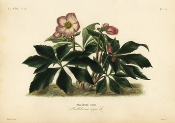 Čemeřice černá neboli černý kýchavec, Helleborus niger, čemeřice černá