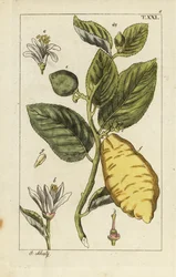 Citron ukazuje ovoce, listy a květy, Citrus medica.