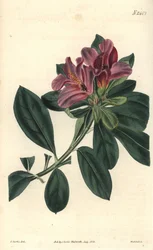 Trs fialových květů indické azalky. Ilustrace C. Curtis, rytina Weddell. Eau forte v The Curtis Botanical Magazine, autor Samuel Curtis