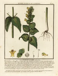 Kokrhel, Rhinanthus crista-galli.