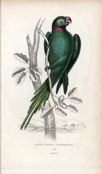 Papoušek obojkový, Psittacula krameri. Psittacus torquatus. Litografie Josepha Kidda podle kresby Johna Audubona v Miscellany of Natural History: Laudera a kapitána Thomase Browna, vydané v Edinburghu ve Skotsku v roce 1833.