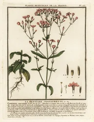 Společná stotina. Centaurium erythraea.
