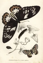 Zelenáč ptačí, Ornithoptera priamus, motýl, housenka a kukla, a nepravý apollon, Archon apollinus (Doritis apollinus). Ručně kolorovaná litografie z přírodovědné galerie Georga Friedricha Treitschkeho, Naturhistorischer Bildersaal des Thi.