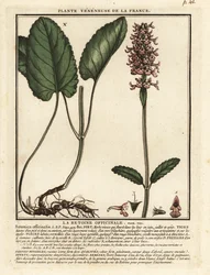 Netýkavka lékařská, Stachys officinalis.
