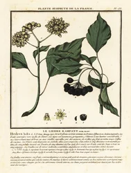 Břečťan obecný, Hedera helix